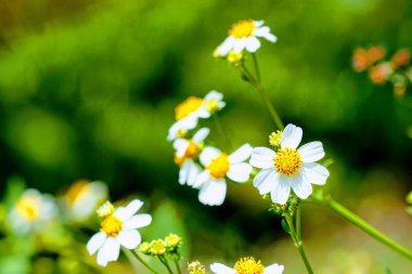Dilenci-keneler gündüz açık büyüyen