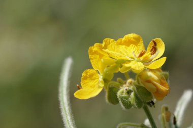 Senna occidentalis veya foseptik lizit gündüz dışarıda büyüyor