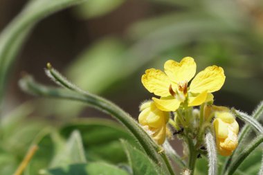 Senna occidentalis veya foseptik lizit gündüz dışarıda büyüyor