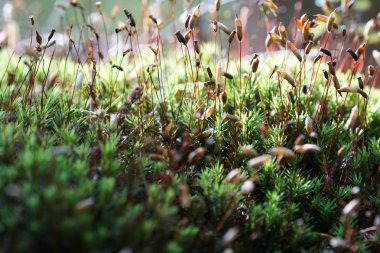 gündüz açık havada büyüyen vahşi bitkilerin yakın 