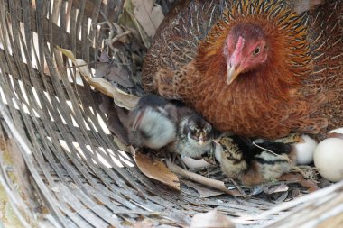 sevimli civciv sadece doğdu, tavuk veya yuvada kuluçka yumurta bakıcısı