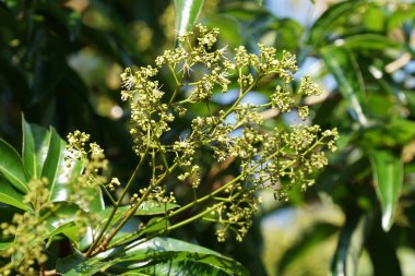 gündüz açık havada büyüyen vahşi bitkilerin yakın 