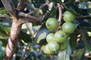 Macadamia veya Roundleaved Sundew açık büyüyen  