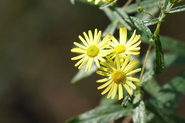 Inula Britannica Veya Ngiliz Sarı Kafa Gündüz Açık Büyüyen — Stok fotoğraf