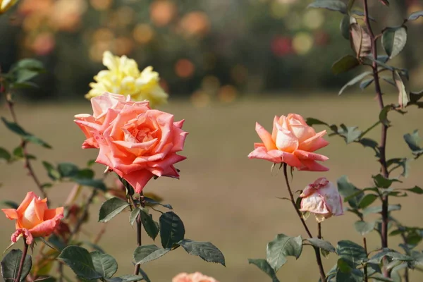 Gros Plan Fleurs Couleur Poussant Plein Air — Photo