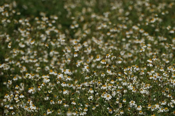 Campo Flores Margarita Creciendo Aire Libre Durante Día —  Fotos de Stock