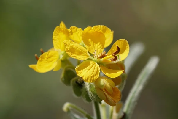 Senna Occidentalis Septicweed Che Cresce All Aperto Durante Giorno — Foto Stock