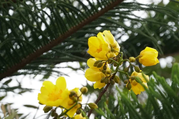 屋外で成長している色の花のクローズアップ — ストック写真