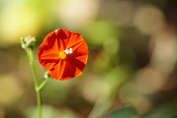 Primer Plano Flor Color Creciendo Aire Libre — Foto de Stock