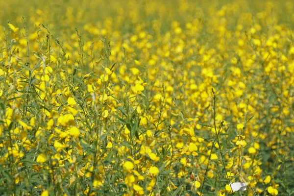 屋外で成長している色の花のクローズアップ — ストック写真