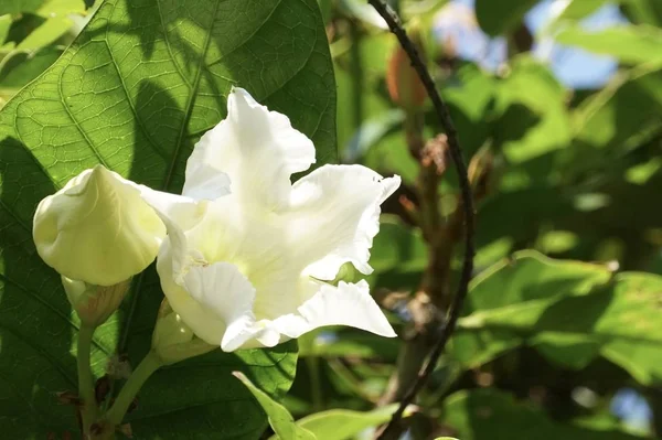 Close Van Kleur Bloemen Groeiende Outdoor — Stockfoto