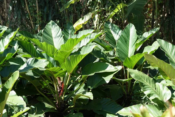 Close Van Wilde Planten Die Overdag Buiten Groeien — Stockfoto