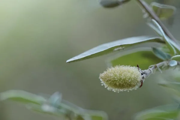 Primer Plano Las Plantas Silvestres Que Crecen Aire Libre Durante — Foto de Stock