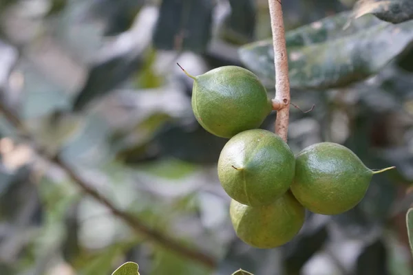 Macadamia Sundew Hoja Redonda Creciendo Aire Libre — Foto de Stock