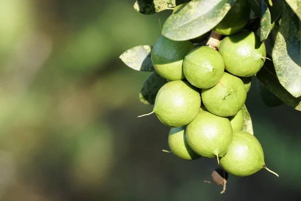Macadamia veya Roundleaved Sundew açık büyüyen  