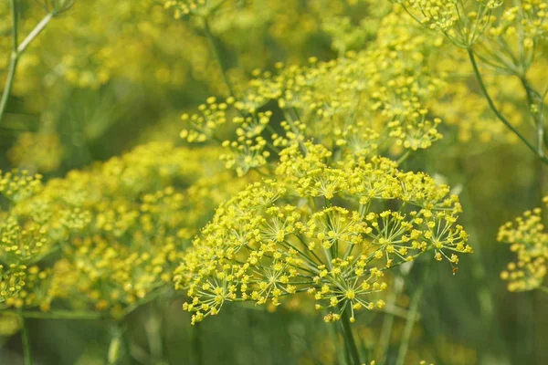 Rezene veya Foeniculum vulgare gündüz açık büyüyen