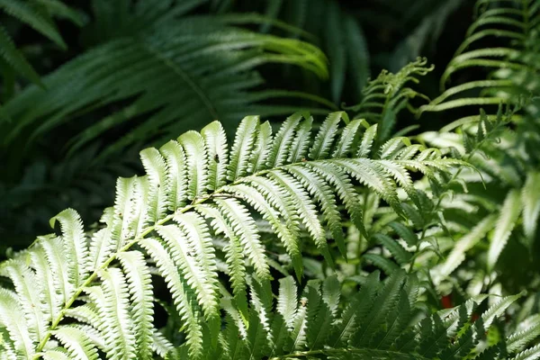 Närbild Vilda Växter Som Växer Utomhus Dagtid — Stockfoto