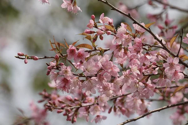 Gros Plan Fleurs Couleur Poussant Plein Air — Photo