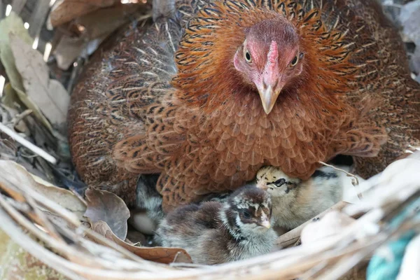 Cute Chick Just Born Hen Sitter Incubate Eggs Nest — Stock Photo, Image