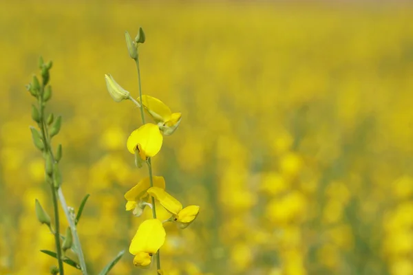 Primo Piano Fiori Colore Che Crescono All Aperto — Foto Stock