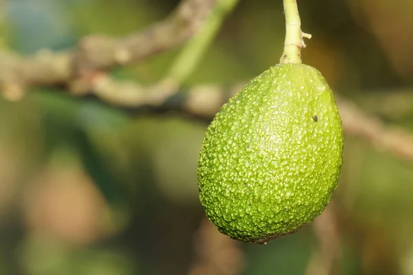 Gros Plan Sur Maturation Des Fruits Exotiques Frais Sur Branche — Photo