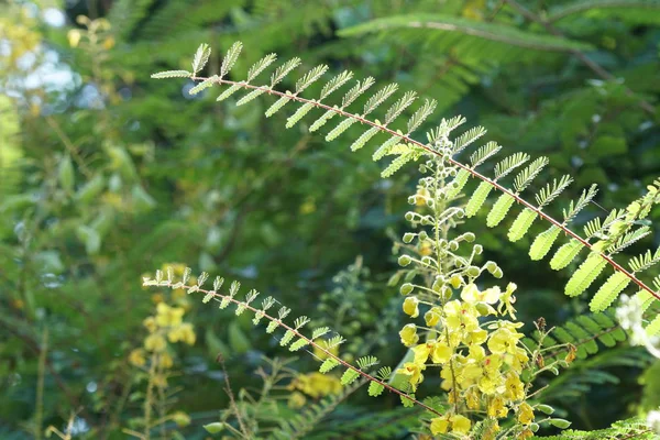 Close Van Wilde Planten Die Overdag Buiten Groeien — Stockfoto