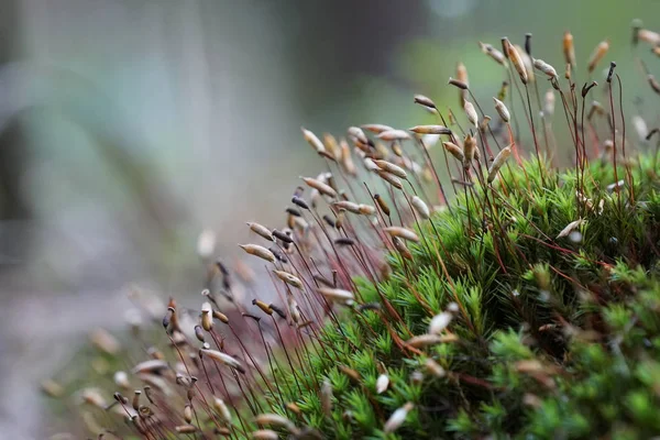 Primer Plano Las Plantas Silvestres Que Crecen Aire Libre Durante —  Fotos de Stock