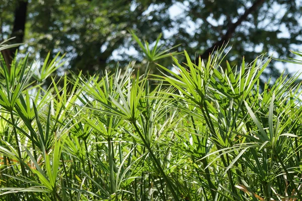 Cyperus Alternifolius Oder Schirmpapyrus — Stockfoto