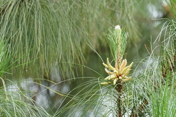 白天在户外生长的野生植物的特写 — 图库照片