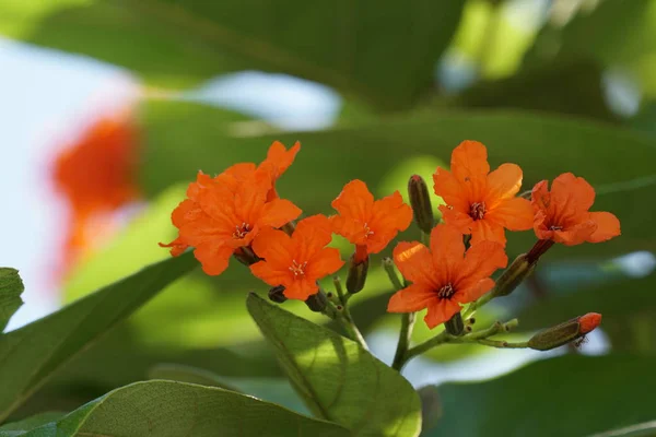 Primer Plano Flores Color Creciendo Aire Libre — Foto de Stock