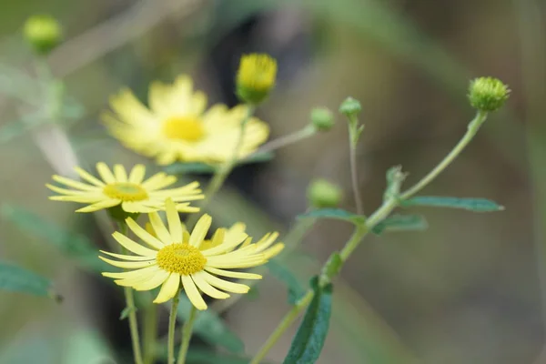 Inula Britannica Lub Brytyjski Yellowhead Rośnie Zewnątrz Ciągu Dnia — Zdjęcie stockowe
