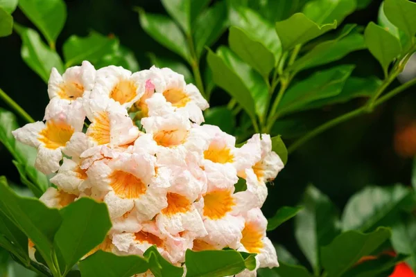 Gros Plan Fleurs Couleur Poussant Plein Air — Photo