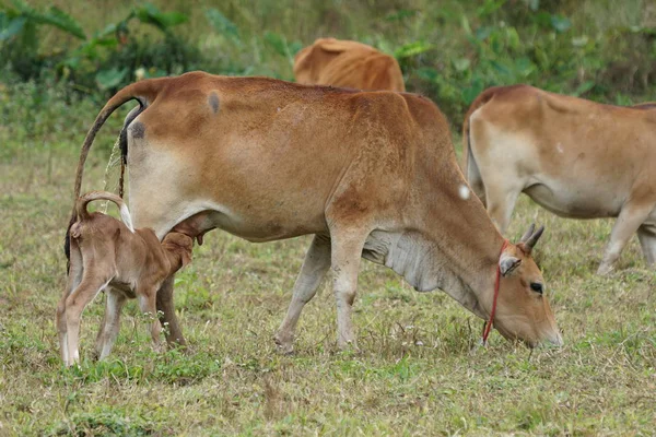 Manada Vacas Pastando Prado — Fotografia de Stock