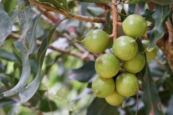 Frutas Exóticas Que Crecen Árbol Durante Día — Foto de Stock