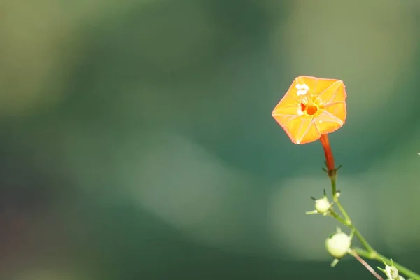 Κοντινό Χρώμα Λουλούδι Καλλιέργεια Εξωτερική — Φωτογραφία Αρχείου