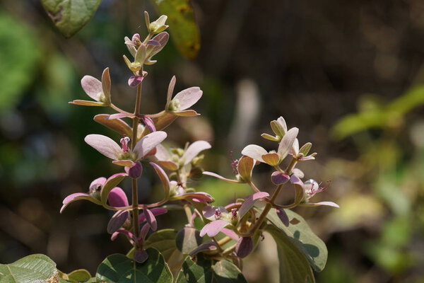 close up of color flowers growing outdoor 