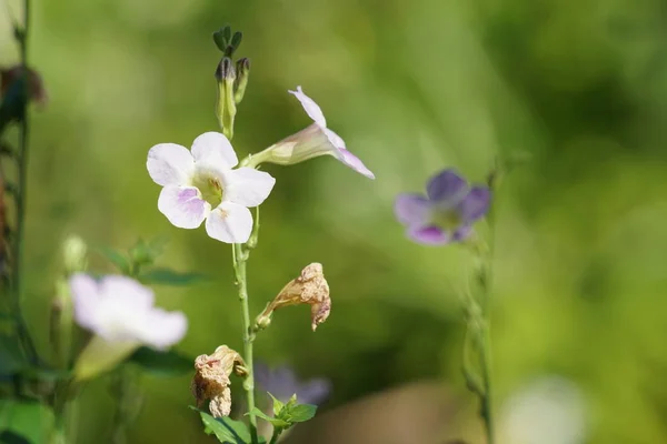 Primer Plano Flores Color Creciendo Aire Libre — Foto de Stock