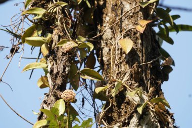 gündüz açık havada büyüyen vahşi bitkilerin yakın 