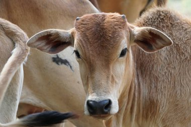 çayır otlatma inek sürüsü 
