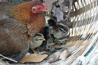 sevimli civciv sadece doğdu, tavuk veya yuvada kuluçka yumurta bakıcısı