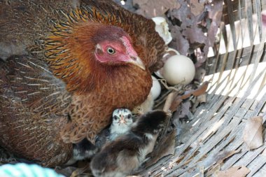 sevimli civciv sadece doğdu, tavuk veya yuvada kuluçka yumurta bakıcısı
