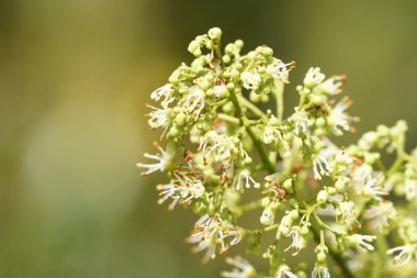Lychee çiçek veya Litchi chinensis gündüz açık büyüyen