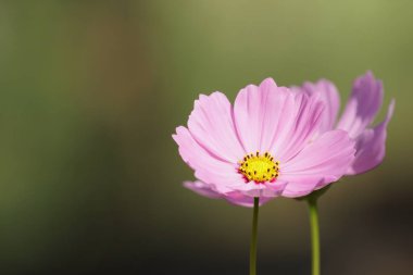 Açık büyüyen renk çiçekler yakın 