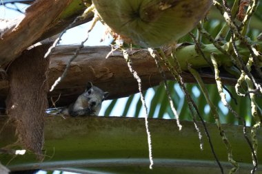 Sevimli sincap kemiren hindistan cevizi