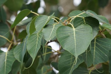 gündüz açık havada büyüyen vahşi bitkilerin yakın 