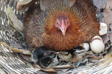 sevimli civciv sadece doğdu, tavuk veya yuvada kuluçka yumurta bakıcısı
