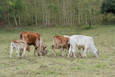 çayır otlatma inek sürüsü 