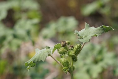 gündüz açık havada büyüyen vahşi bitkilerin yakın 