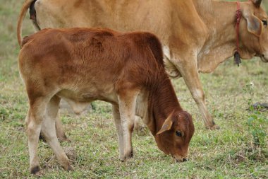 çayır otlatma inek sürüsü 