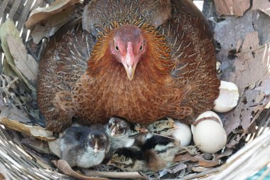 sevimli civciv sadece doğdu, tavuk veya yuvada kuluçka yumurta bakıcısı